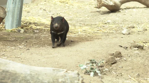 Tasmanian devil smelling Stock Footage 36024161