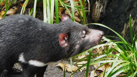 Tasmanian devil sniffing Stock Footage 132375870