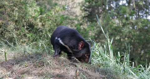 Tasmanian Devil sniffing the ground searching for food. Small black Stock Footage 101047893