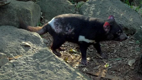 Tasmanian Devil Sniffing Through Rocks In The Wilderness Of Tasmania In Stock Footage 222089889