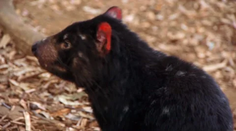 Tasmanian Devil Sniffs the Air Video stock 4885309