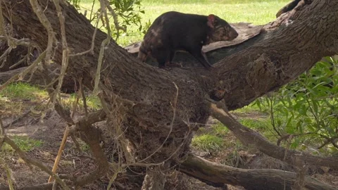 Tasmanian Devil Standing Alert On Thick Textured Branch Of Large Fallen Tree Stock Footage 334026434