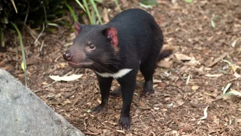 Tasmanian devil standing in the wild australian forest ground 스톡 동영상 344779253