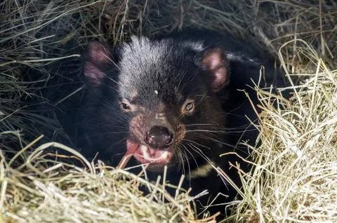Tasmanian Devil in straw 写真素材