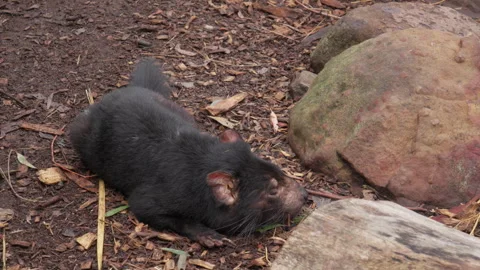 A Tasmanian Devil taking a nap on the forest floor, Tasmania Australia Stock Footage 277675492