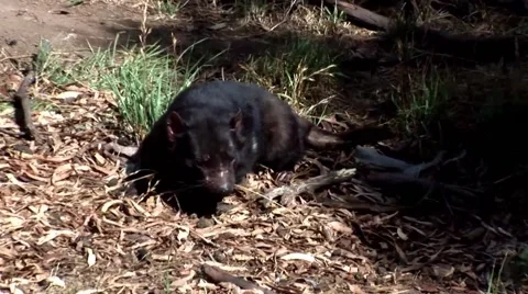 Tasmanian Devil in Tasmania Stock Footage 49049902