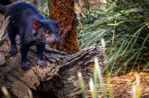 Tasmanian Devil on tree stump Stock Photos