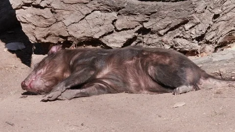 Tasmanian Devil Waking Up From a Nap Stock Footage 86210340