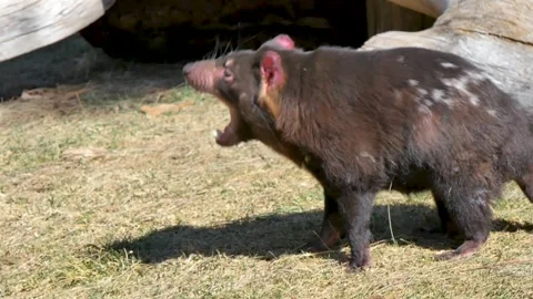 Tasmanian devil walking on the ground Vidéo 318722377
