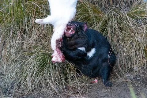 Tasmanian devil with white dead rabbit in grass Stock Photos