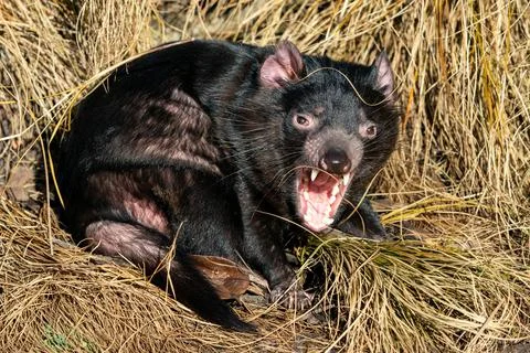 Tasmanian devil in yellow grass with open mouth Stock Photos