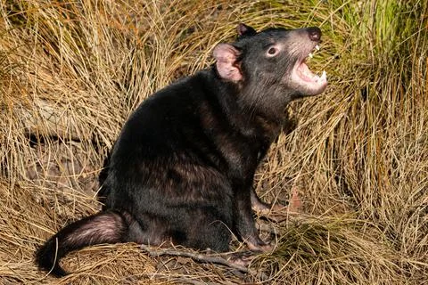 Tasmanian devil in yellow grass with open mouth 스톡 사진