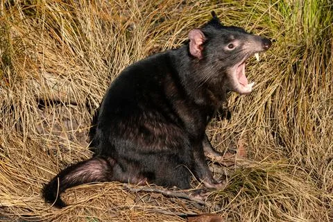 Tasmanian devil in yellow grass with open mouth Stock Photos