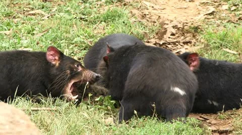 Tasmanian Devils Eating Stock-Footage 10799812