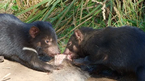Tasmanian Devils Feeding Stock Footage 119198649