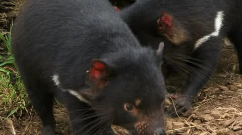Tasmanian Devils Stockbeeldmateriaal 11401884