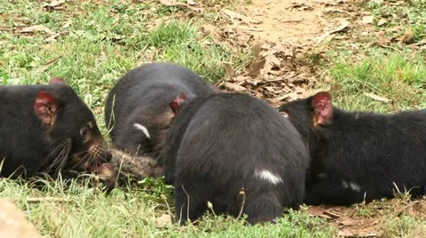 Tasmanian Devils Video stock 11420412