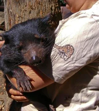 Tasmanian Devils Stockfoto's