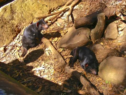 Tasmanian Devils Stockfoto's