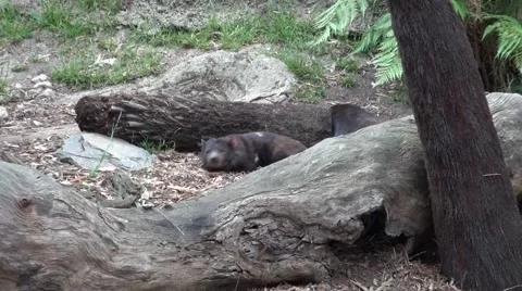 Tasmanian Devils (Sarcophilus harrisii) taking life easy Stock Footage 53206977