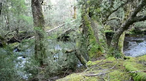 Tasmanian Enchanted forest Stock Footage 61683957