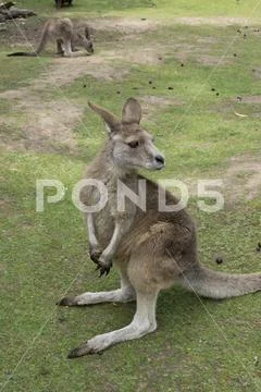 Tasmanian Forester Kangaroo, Tasmania, Australia Stock Photos