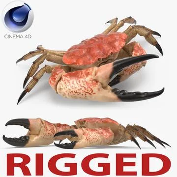 3D Model: Tasmanian Giant Crab Rigged for Cinema 4D #91029205