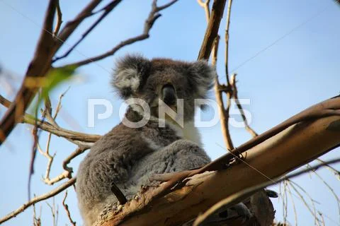 Tasmanian Koala sitting in a tree with blue sky background Stock Photos