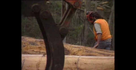 Tasmanian Logging Operation in Forest (1998) Stock Footage 310868938