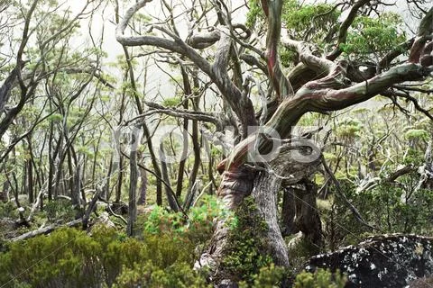 Tasmanian Snow Gum.jpg Stock Photos