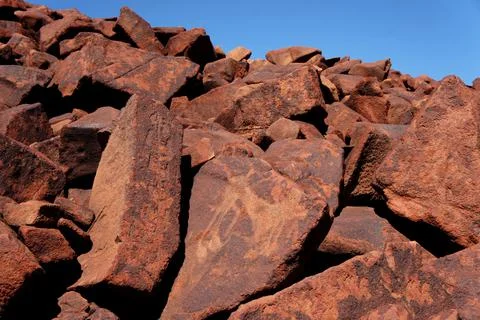 Tasmanian Tiger Stock Photos