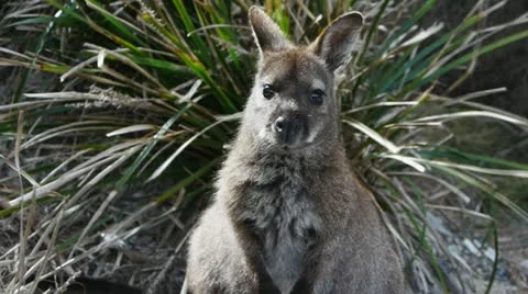 Tasmanian wallaby Stock Footage 12359371