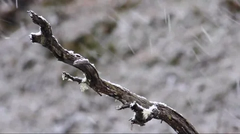 Tasmanian winter Stock Footage 52683609