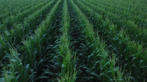 Tasseled Corn Rows, Drone Aerial View, Robertson County Texas, USA Vídeo Stock 159250452