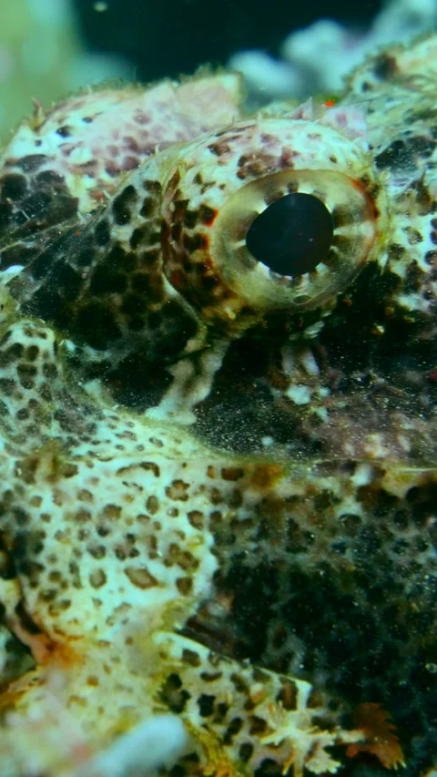 Tasseled scorpionfish close up on head Stock Footage 227811405