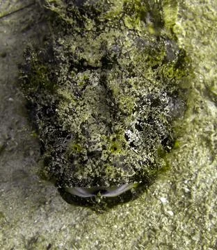 Tasseled Scorpionfish (Scorpaenopsis Oxycephala) in the filipino sea Stock Photos