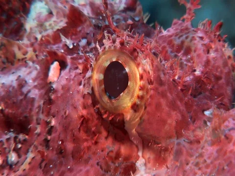 Tasseled Scropionfish Stock Footage 98669948