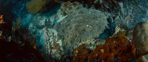 A Tasseled wobbegong Stock Footage 96190202