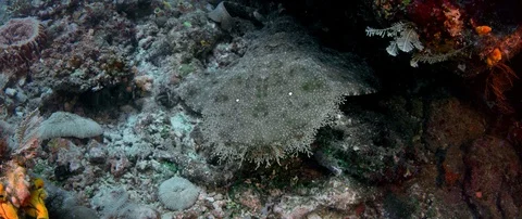 A Tasseled wobbegong 動画素材 97595123