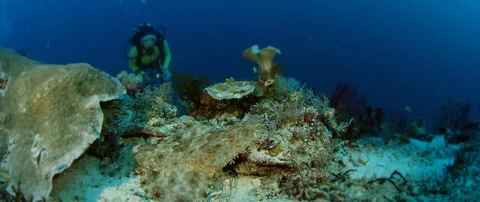 A Tasseled wobbegong Видео 97697149