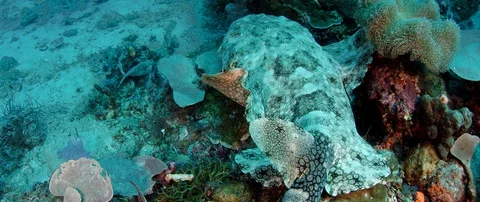 A Tasseled wobbegong Stock Footage 97806067
