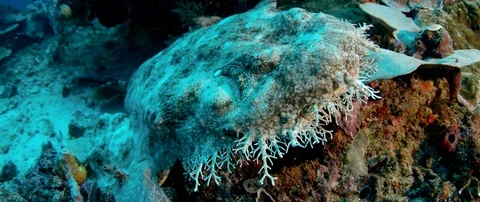 A Tasseled wobbegong Stock Footage 97806758