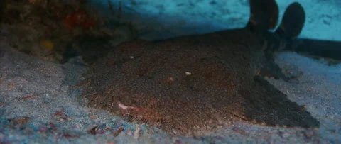 A Tasseled wobbegong Stock Footage 144426652
