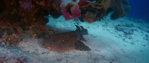 A Tasseled wobbegong Stock Footage 144427009
