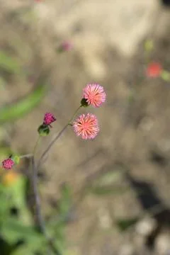 Tasselflower Stock Photos