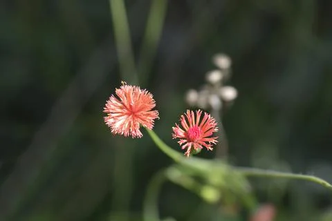 Tasselflower Stock Photos