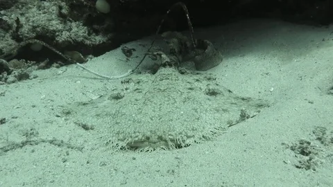 Tasselled wobbegong shark, eucrossorhinus dasypogon on sandy bottom, Raja Ampat Stock Footage