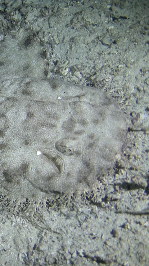 Tasselled wobbegong shark resting on sandy area with rubble Stock Footage 230209853