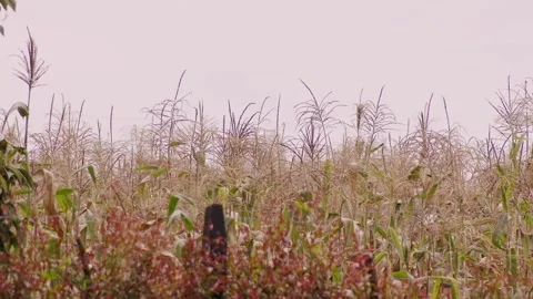 The tassels and stems of a corn crop moved by a soft breeze at sunset Stock Footage 334576430