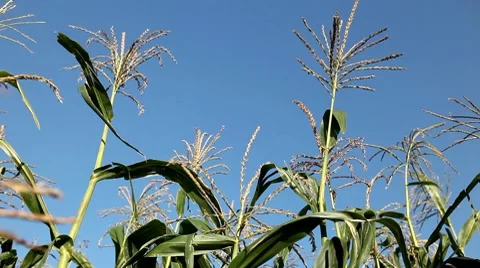 Tassels CloseUp, Corn Field in Summer, Full Grown, Research, Organic Stock Footage 8535281